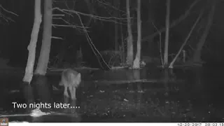 Westhampton trail cam: Bobcat, then coyote