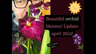 Beautiful Orchid Blooms! Update: april 2024