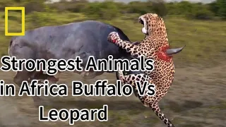 Strongest Animals  in Africa Buffalo Vs lion Leopard Receives fierce Attacks #KING ANIMALS