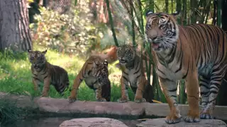 Tiger Cubs Playing With Mom
