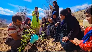 Planting Beautiful Seedlings in  the Grandma's Farm