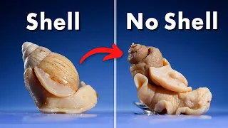 What's Inside a Snail Shell?