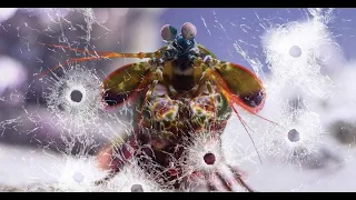 Mantis Shrimp Break Glass