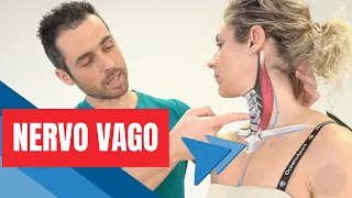 Come stimolare il Nervo Vago: i 3 MIGLIORI ESERCIZI (calma ansia e sintomi neurologici)