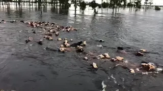 Cows dragged by a river in Argentina