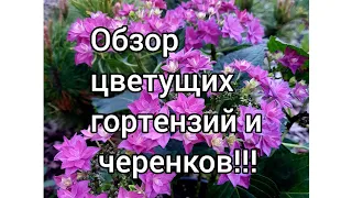 Цветут крупнолистные гортензии! Черенки метельчатых подрастают!