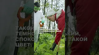 Учимся отличать борщевик Сосновского от Сибирского. Полный выпуск на канале