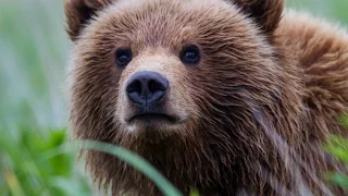 A Grizzly Swatted My Gopro!