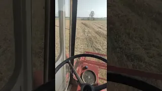 Молочу свою пшеницю 06.08.22 фініш, Massey Ferguson 206 жнива тривають 🇺🇦🇺🇦🇺🇦