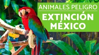 10 animales en PELIGRO DE EXTINCION en MEXICO