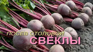 Посев столовой СВЕКЛЫ! Советы от ЗЕЛЕНОГО ОГОРОДА!