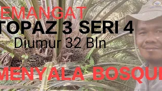 Perform Menggiurkan TOPAZ3 SERI4 Diumur 32 Bulan #sawit #topaz3seri4 #asianagri