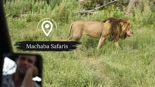 Male lions fight for dominance - Gomoti Plains Camp