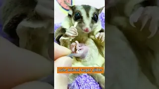 Cute Sugar Glider 😍😍 #shorts #sugarglider