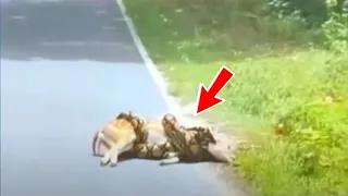 The python twisted the fawn! But then a real miracle happened!