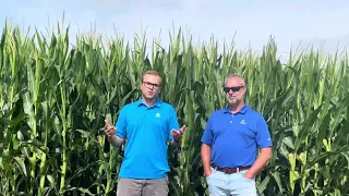 Field Checkup Friday: Northern Corn Rootworm Extended Diapause Management