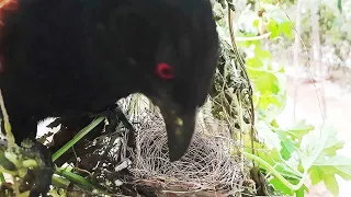 Heart Touching Reaction of Mother Watching its Babies Being Swallowed by PREDATOR | Cuckoo Attack