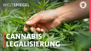 Legalize it: Das weltweite Geschäft mit Cannabis | Weltspiegel-Podcast