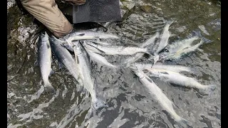 Russian River - Alaska Sockeye Salmon - June 2021