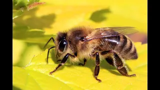Развитие роя пчел в июле.