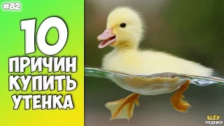 10 Reasons To Buy A Duck - Interesting Facts!