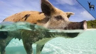 Pigs Can Swim and Surf! - (Pix Only)