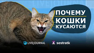 Причины агрессии у кошек. Татьяна Куликова, зоопсихолог, специалист по коррекции поведения кошек.