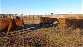 100 vacas CUT en Laprida