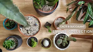 Full Cacti and Succulent Collection