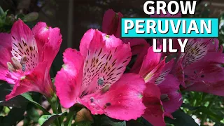 How to Grow Peruvian Lily| Alstroemeria | Propagation & Tips for More Blooms