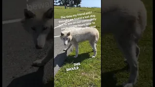 They went to pet a wolf thinking it was a dog 😱