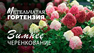 Метельчатая гортензия. Зимнее черенкование