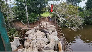 LEVAMOS AS ÚLTIMAS NOVILHAS DE BALSA PARA NOSSA FAZENDA! Assim nosso sonho vai se realizando🙏