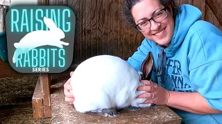 Raising Meat Rabbits:  Identifying and Buying Quality Breeding Stock