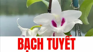 Bạch tuyết đẹp hết nước chấm. Sơn cầm