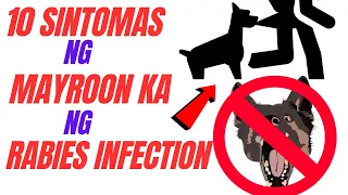 10 SINTOMAS NA MAYROON KA NG RABIES INFECTION | NAKAGAT NG ASO | SENYALES AT PAANO GAGAWIN