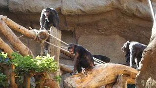 New facilities for the chimpanzees