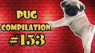 Pug Compilation 153 - Funny Dogs but only Pug Videos | Instapug