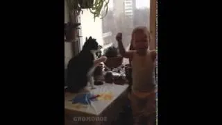 boxing baby and cat funny videos   смешное видео   бокс кота и малыша