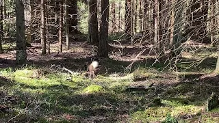 Kährik tassib poega teise kohta Kulina Virumaa Estonia 05 2022