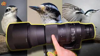 REVIEW: Sigma 150-600mm Contemporary Lens | is it WORTH IT!?