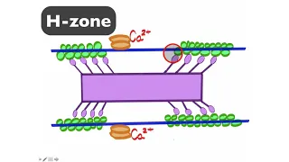 Skeletal Muscle 2.0