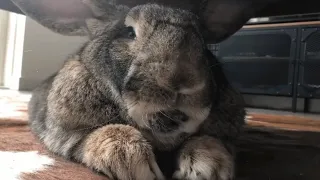 Woman brings home a wife for her lonely bunny