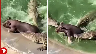 When a Crocodiles Attack Pig