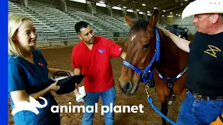 Horses From The Mounted Patrol Need Medical Attention | Dr. Jeff: Rocky Mountain Vet