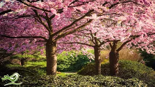 Peder B. Helland - Japanese Garden