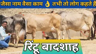 25 Letter Milk 👌 असली गारंटी वाली गाय 👍 Most Beautiful ❤️ 6 Tharparkar Sahiwal Gir Cow For Sale