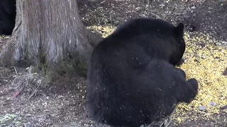 GIANT MANITOBA BOONE CROCKETT SPRING BEAR SHOT AT 12 YARDS