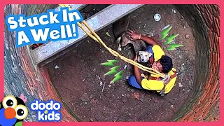 Dog Falls In Well And Needs A Whole Team Of Rescuers To Get Out | Dodo Kids | Rescued!