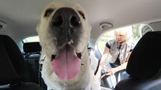 С собакой на авто. Первая поездка с крупной собакой